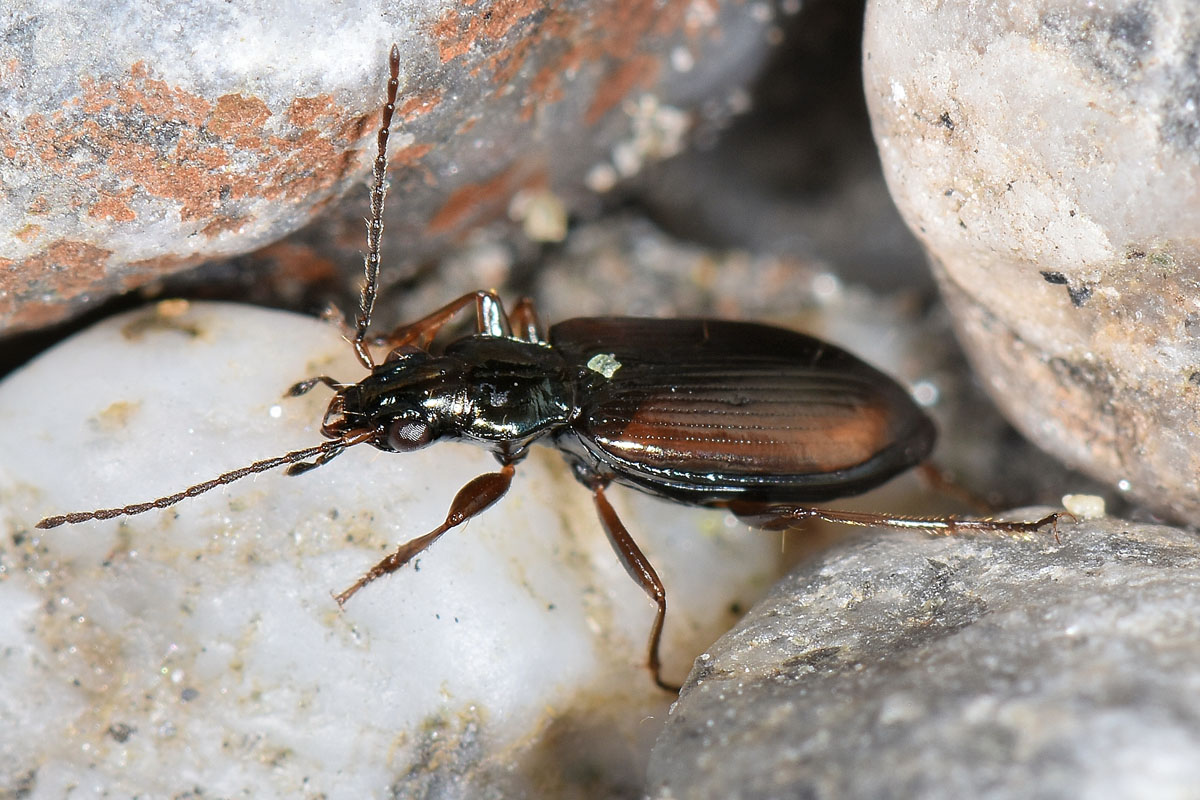 Carabidae: Bembidion fasciolatum?